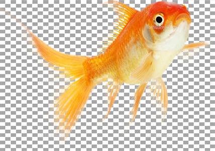 تصویر دور بری شده ماهی نارنجی